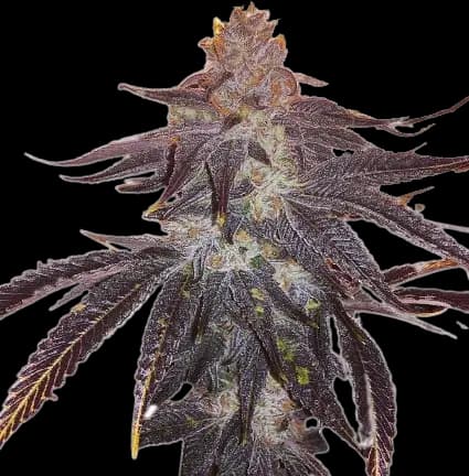 Embalaje de semillas de cannabis 501st OG — Royal King Seeds España