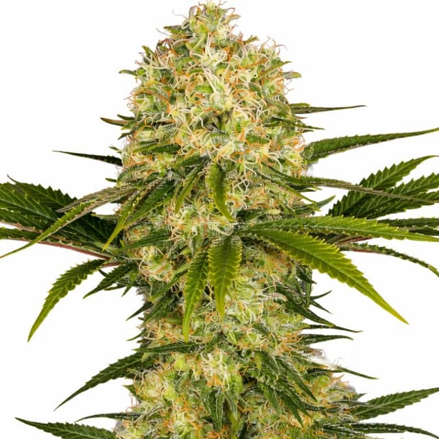 Embalaje de semillas de cannabis Afghani — Royal King Seeds España