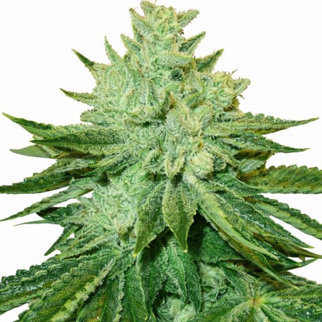Embalaje de semillas de cannabis Afgoo — Royal King Seeds España