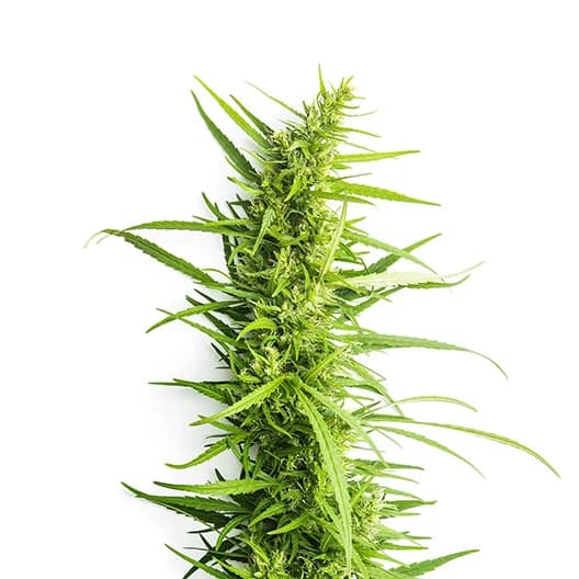 Embalaje de semillas de cannabis Afpak — Royal King Seeds España