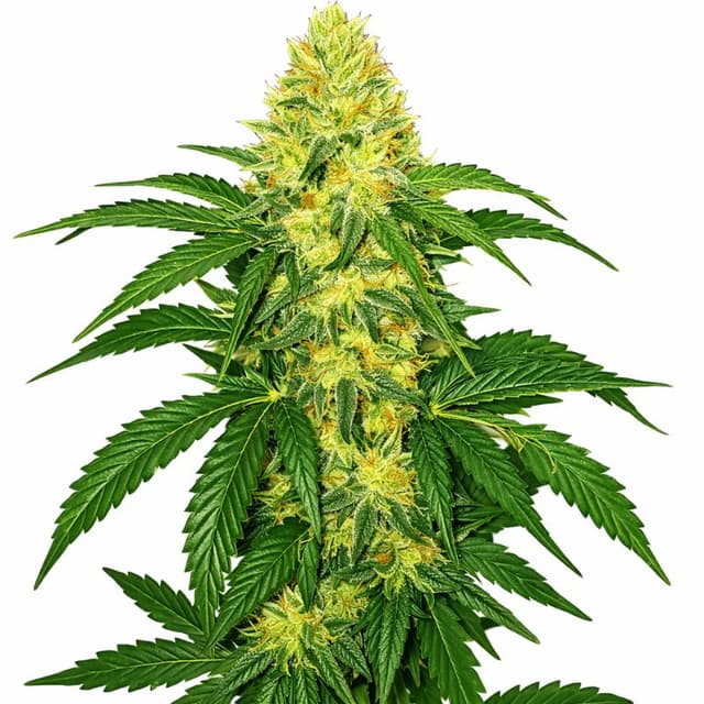 AK-47 Feminized