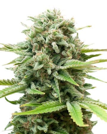 Embalaje de semillas de cannabis AK — Royal King Seeds España