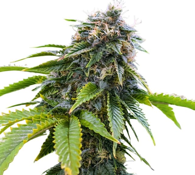 Embalaje de semillas de cannabis Alpha Blue — Royal King Seeds España