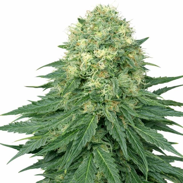 Embalaje de semillas de cannabis Ambrosia — Royal King Seeds España
