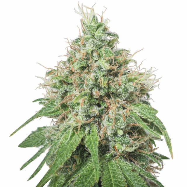 Embalaje de semillas de cannabis Amnesia — Royal King Seeds España