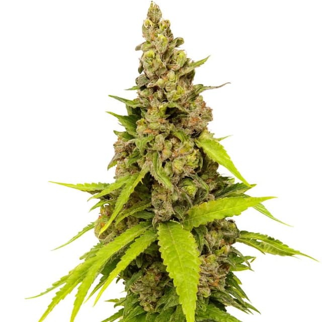 Embalaje de semillas de cannabis Apollo 13 — Royal King Seeds España