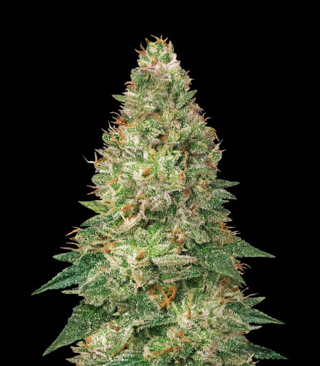 Embalaje de semillas de cannabis Avalon — Royal King Seeds España