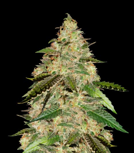 Embalaje de semillas de cannabis Bay 11 — Royal King Seeds España