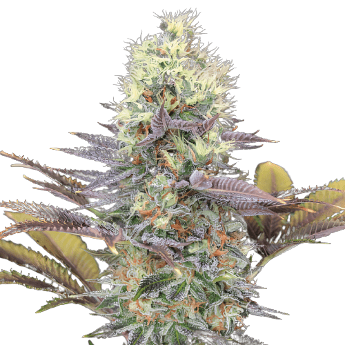 Embalaje de semillas de cannabis Bay Dream — Royal King Seeds España