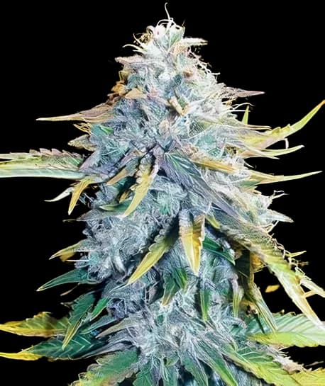 Embalaje de semillas de cannabis Big Blue — Royal King Seeds España
