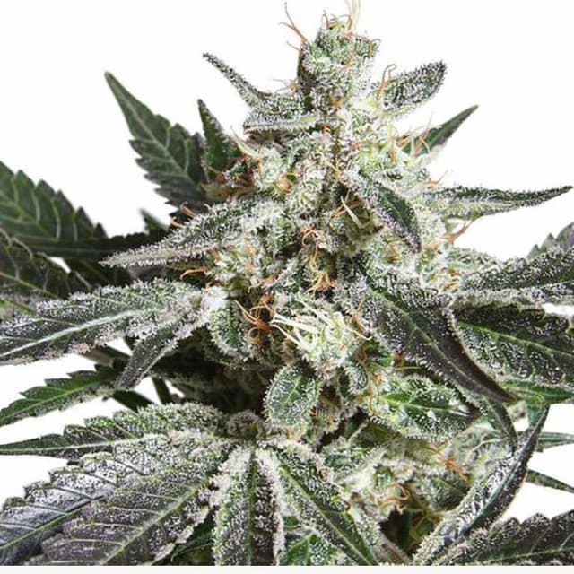 Embalaje de semillas de cannabis Black Jack — Royal King Seeds España