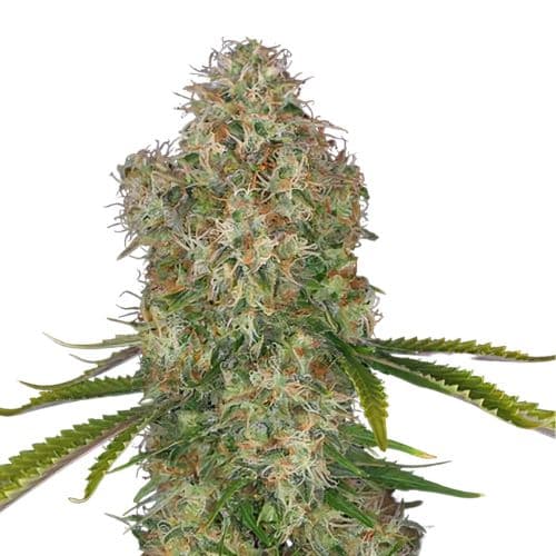 Embalaje de semillas de cannabis Blue Cinex — Royal King Seeds España
