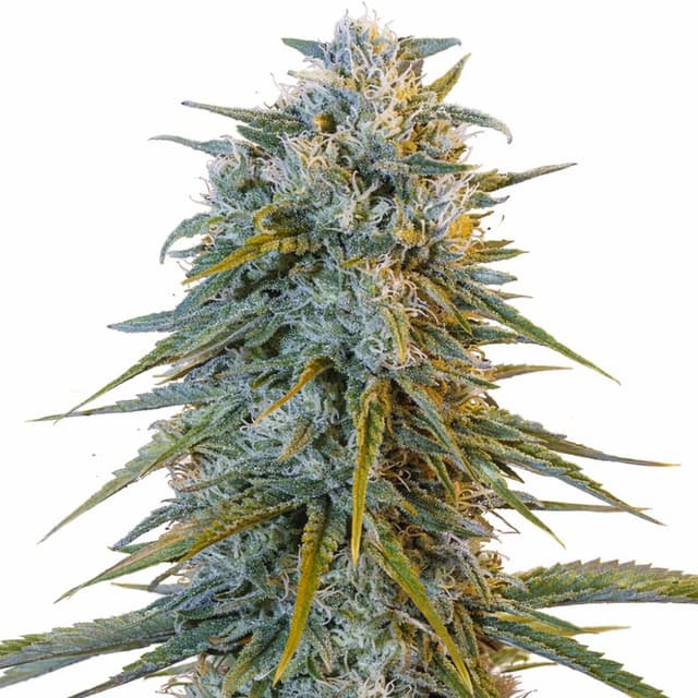 Embalaje de semillas de cannabis Blue Dream — Royal King Seeds España
