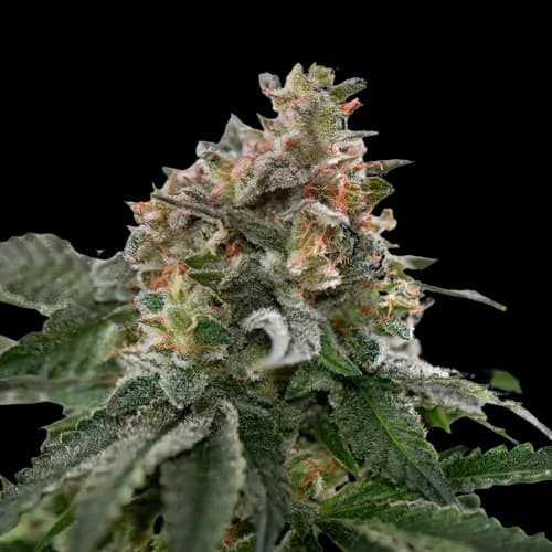 Embalaje de semillas de cannabis Blue Goo — Royal King Seeds España