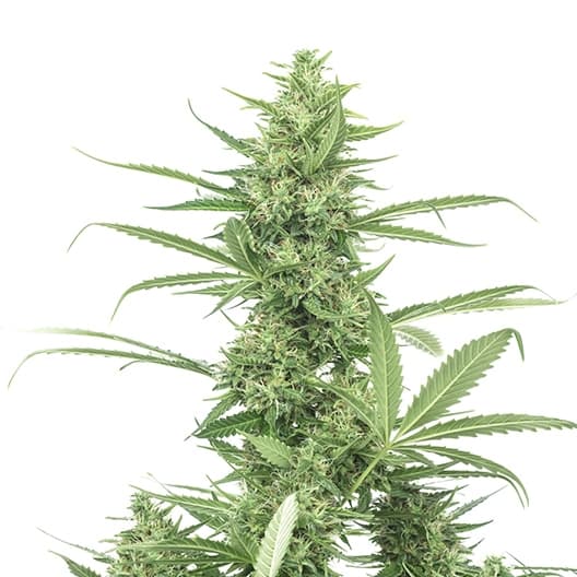 Embalaje de semillas de cannabis Blue Kiss — Royal King Seeds España