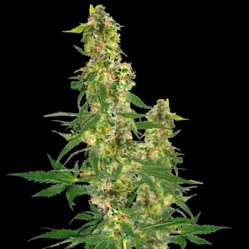 Embalaje de semillas de cannabis Blueberry Haze — Royal King Seeds España