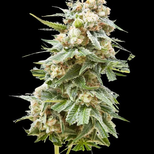 Embalaje de semillas de cannabis Burkle — Royal King Seeds España