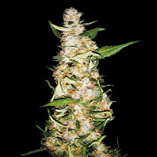 Embalaje de semillas de cannabis Butter OG — Royal King Seeds España
