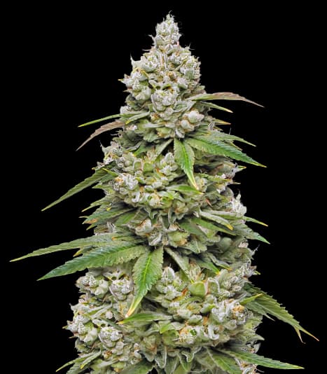 Embalaje de semillas de cannabis CBD 3D — Royal King Seeds España