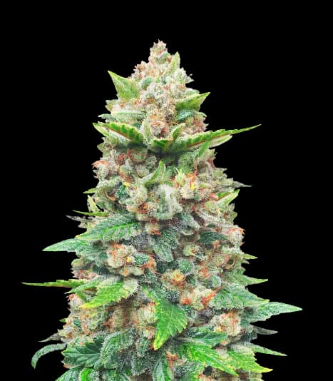Embalaje de semillas de cannabis CBD Haze — Royal King Seeds España