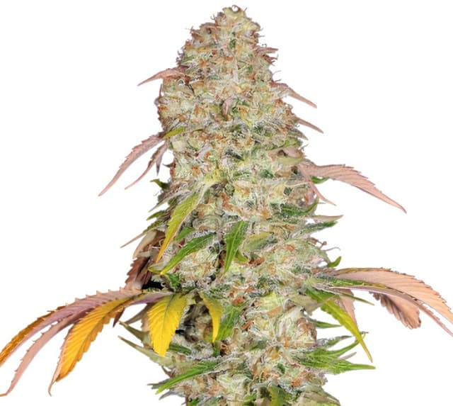 Embalaje de semillas de cannabis CBD Yummy — Royal King Seeds España