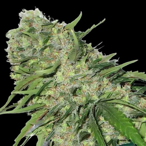Embalaje de semillas de cannabis Chemo — Royal King Seeds España