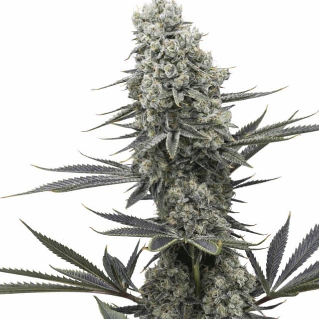 Embalaje de semillas de cannabis Chernobyl — Royal King Seeds España