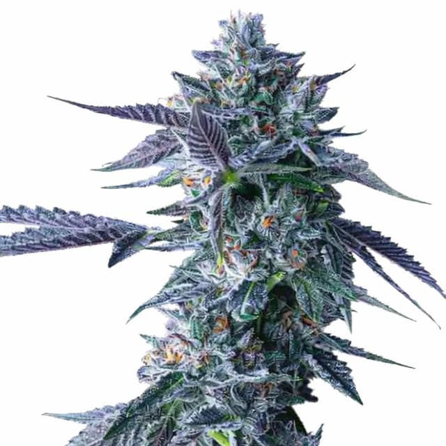 Embalaje de semillas de cannabis Chocolope — Royal King Seeds España