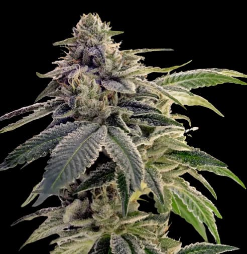 Embalaje de semillas de cannabis Citrix — Royal King Seeds España