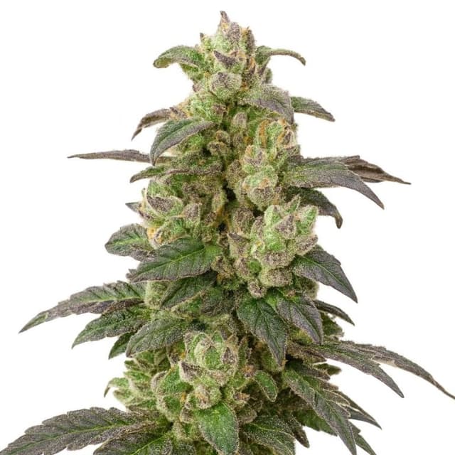 Embalaje de semillas de cannabis Coffee — Royal King Seeds España