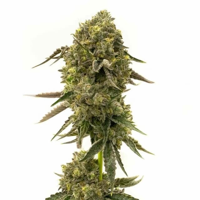 Embalaje de semillas de cannabis Cramnesia — Royal King Seeds España