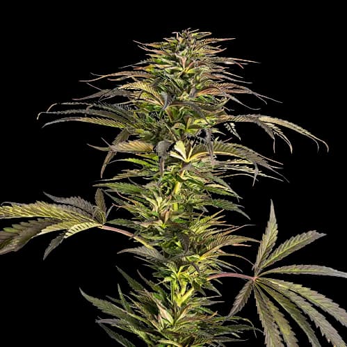 Embalaje de semillas de cannabis Diablo — Royal King Seeds España