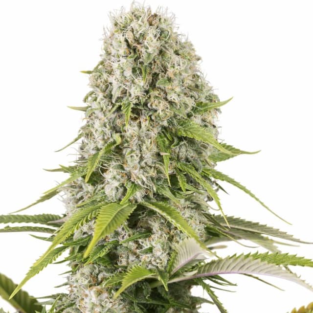 Embalaje de semillas de cannabis Diesel — Royal King Seeds España