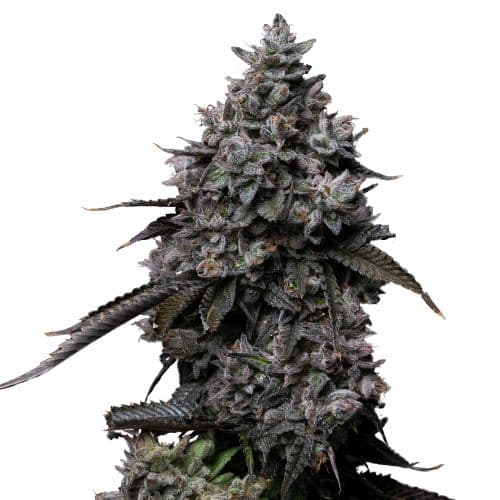 Embalaje de semillas de cannabis Fat Nelson — Royal King Seeds España