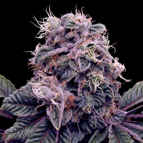 Embalaje de semillas de cannabis Goldberry — Royal King Seeds España