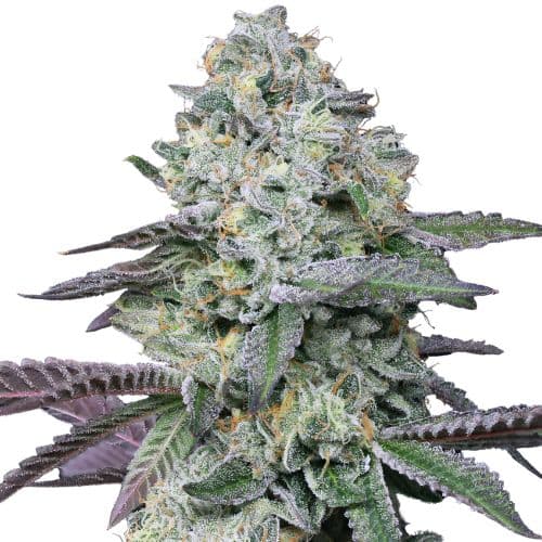 Embalaje de semillas de cannabis Goo — Royal King Seeds España