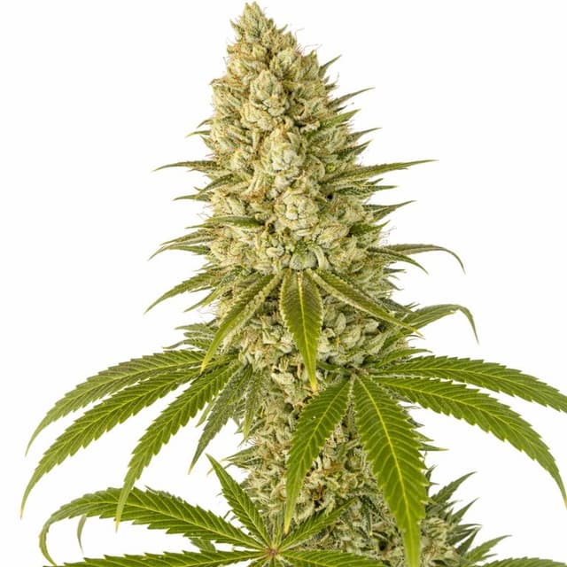 Embalaje de semillas de cannabis Guptilla — Royal King Seeds España
