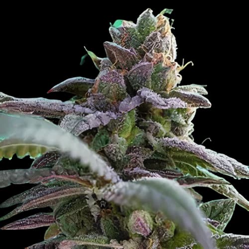 Embalaje de semillas de cannabis Gutbuster — Royal King Seeds España