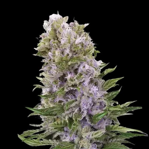 Embalaje de semillas de cannabis Hawaiian — Royal King Seeds España