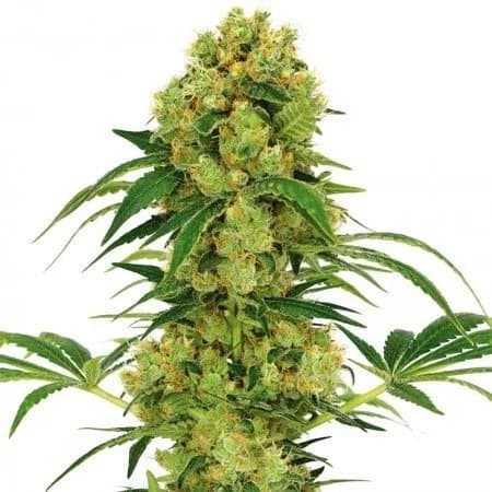 Embalaje de semillas de cannabis Hempstar — Royal King Seeds España