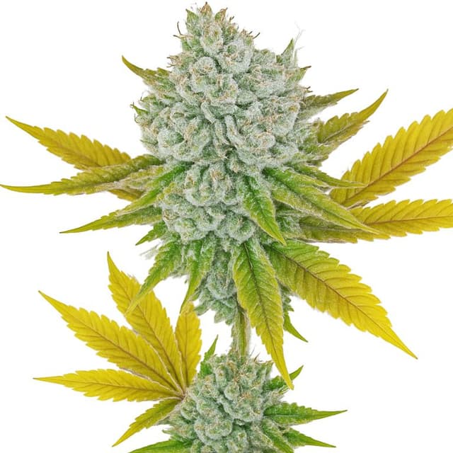 Embalaje de semillas de cannabis Illuminati — Royal King Seeds España