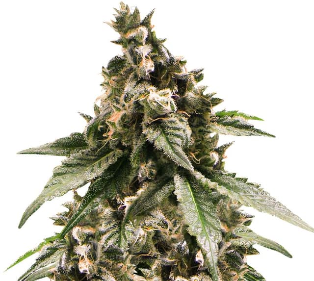 Embalaje de semillas de cannabis Jesus OG — Royal King Seeds España
