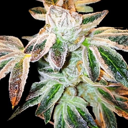 Embalaje de semillas de cannabis Jupiter OG — Royal King Seeds España