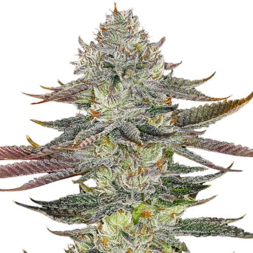Embalaje de semillas de cannabis Kahuna — Royal King Seeds España