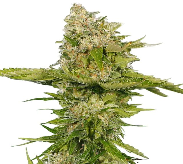 Embalaje de semillas de cannabis Kandy Kush — Royal King Seeds España