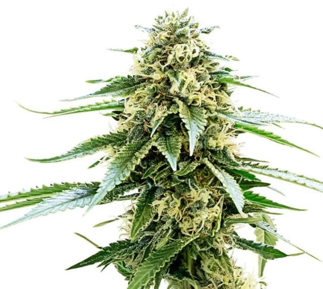 Embalaje de semillas de cannabis Kiwiskunk — Royal King Seeds España