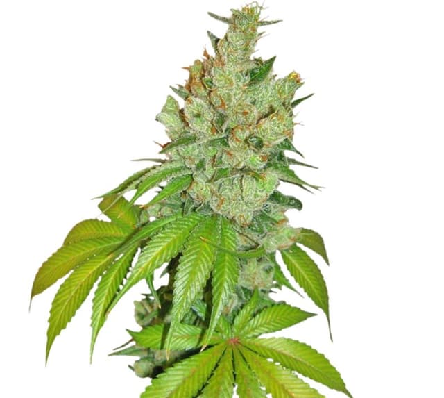 Kushberry Feminized