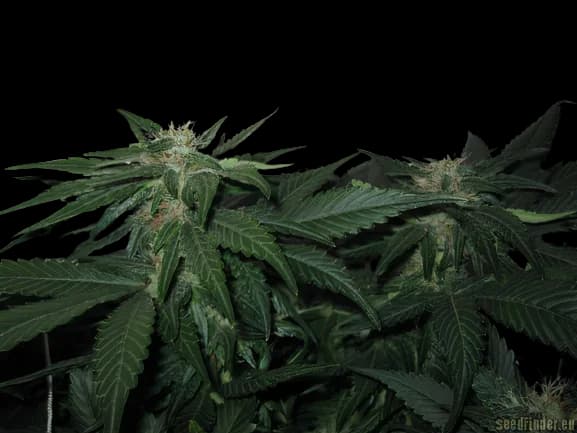 Embalaje de semillas de cannabis LA Woman — Royal King Seeds España