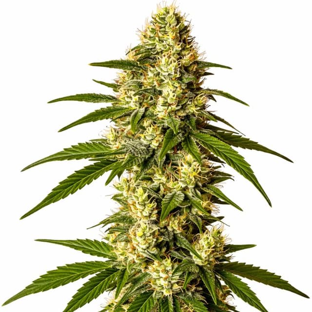 Embalaje de semillas de cannabis Lemon Kush — Royal King Seeds España