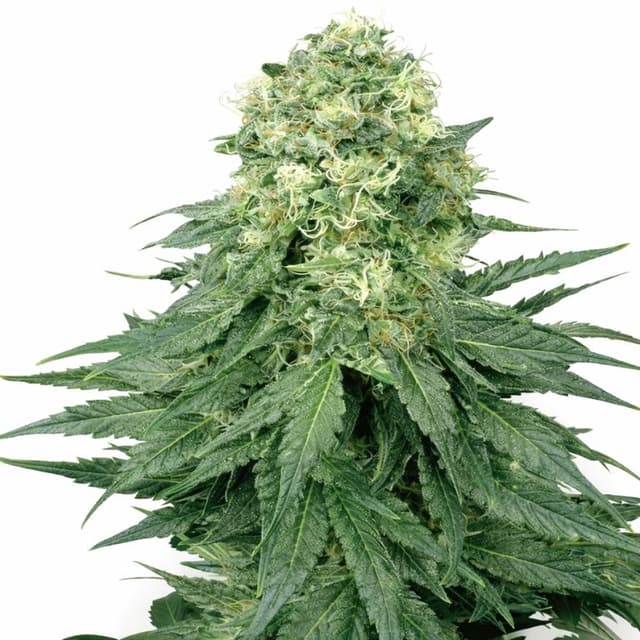 Embalaje de semillas de cannabis Lodi Dodi — Royal King Seeds España